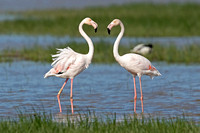 Greater Flamingo (Pair)