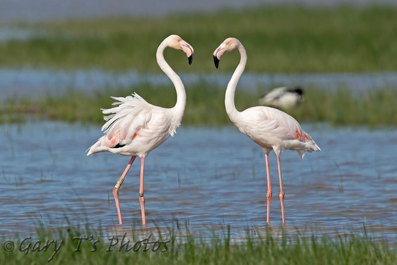 Greater Flamingo (Pair)