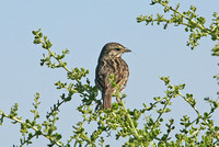 Beldings Savannah Sparrow