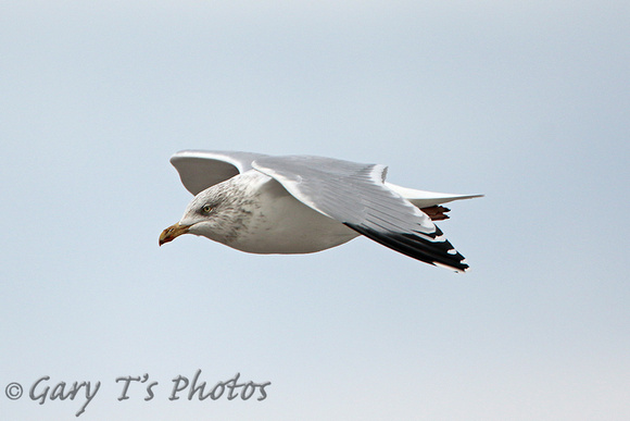 Herring Gull (Adult Winter)