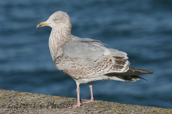 Herring Gull (2nd Winter)