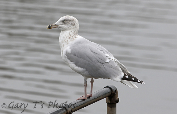 Herring Gull (3rd Winter)