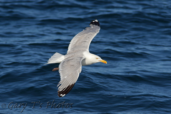 Herring Gull (Adult Summer)