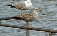Herring Gull (1st Winter)