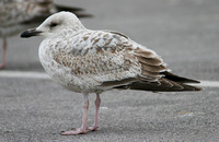 Herring Gull (1st Summer)
