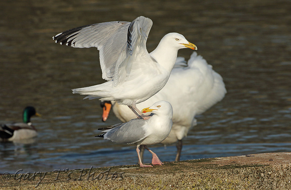 Herring Gull (Adult Summer Pair)