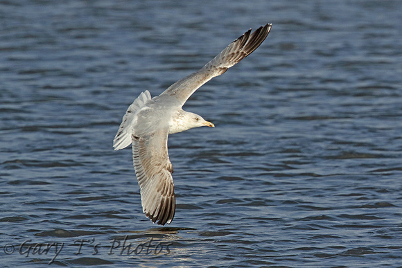 Herring Gull (2nd Summer)