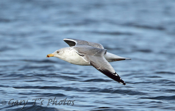 Herring Gull (3rd Winter)