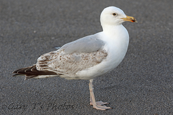 Herring Gull (3rd Summer)