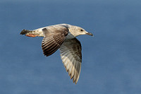 Herring Gull (1st Summer)