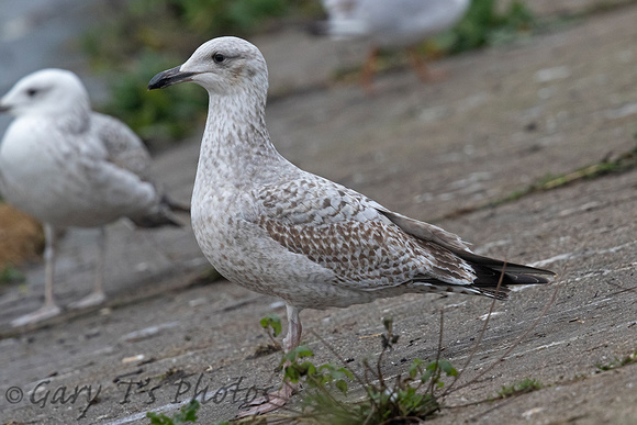 Herring Gull (1st Winter)