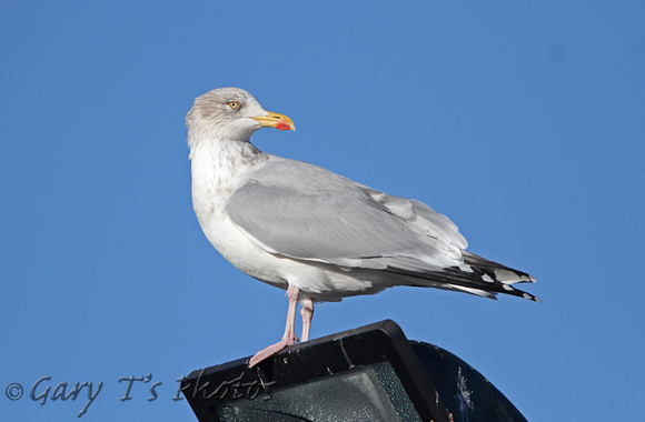 Herring Gull (Adult Winter)