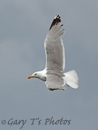 Herring Gull (Adult Summer)
