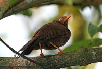 Orange-billed Babbler