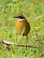 Indian Pitta