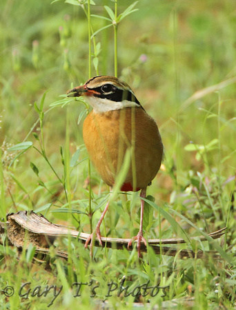 Indian Pitta