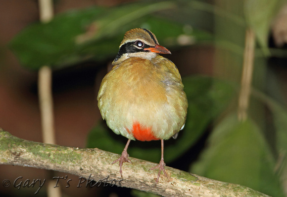 Indian Pitta