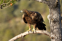 Golden Eagle (Female)
