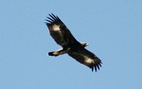Golden Eagle (Juvenile)