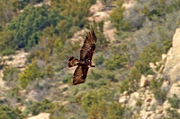 Golden Eagle (Adult)