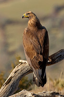 Golden Eagle (Juvenile)
