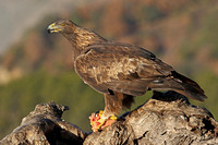 Golden Eagle (Male)