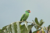 Layards Parakeet (Male)