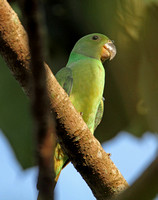 Layards Parakeet (Female)