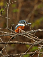 Ringed Kingfisher (Male)