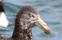Northern Giant Petrel (Adult)