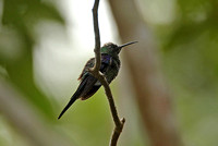 Long-tailed Woodnymph (Male)