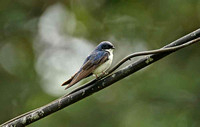 Blue & White Swallow