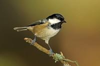 Coal Tit (Adult)