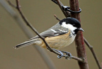 Coal Tit (Adult)