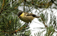 Coal Tit (Juvenile)