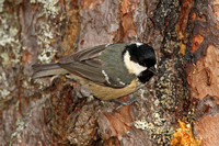 Coal Tit (Adult)