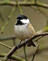 Coal Tit (Adult)