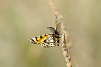 Crowned Moth (Eurranthis plummistaria)