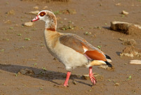 Egyptian Goose (Adult)
