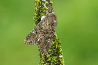 Cabbage Moth (Mamestra brassicae)