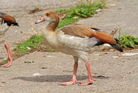Egyptian Goose (Juvenile)