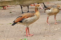 Egyptian Goose (Juvenile)