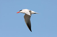 Caspian Tern (Adult Summer)