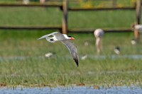 Caspian Tern (Adult)