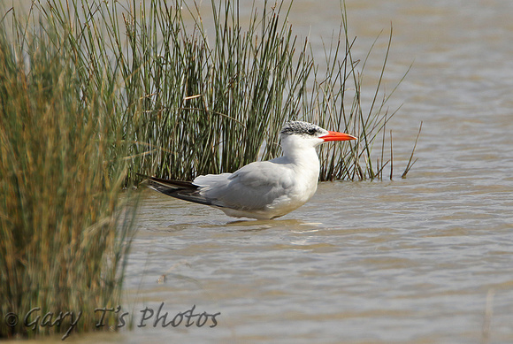 Caspian Tern (Adult Winter)