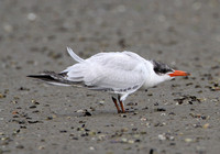 Caspian Tern (Juvenile)