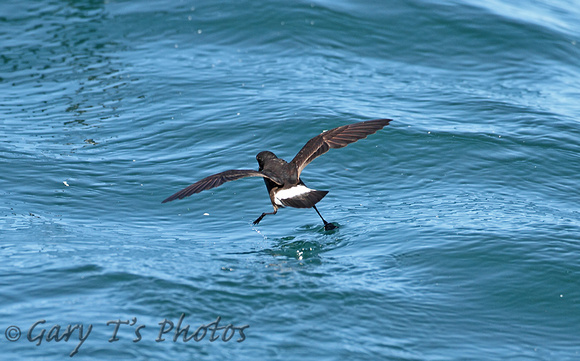 European Storm-petrel