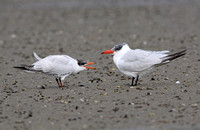 Caspian Tern