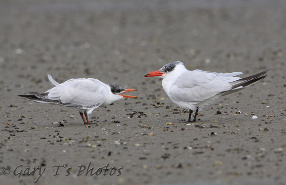 Caspian Tern (Adult Winter & Juvenile)