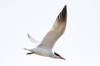 Caspian Tern (Adult Summer)